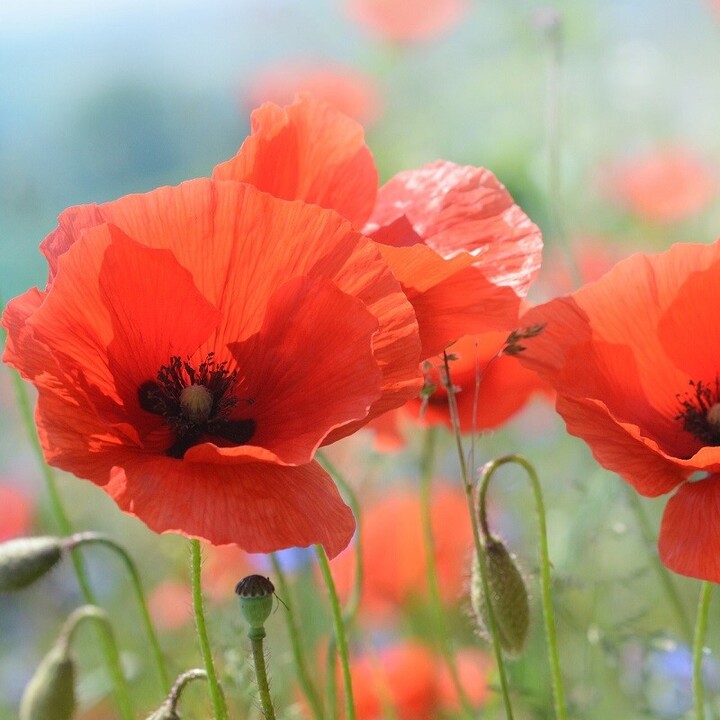 Nous voulons des coquelicots, rassemblement à Paris